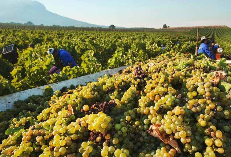 Nho làm rượu vang Ý Nho làm rượu vang Ý